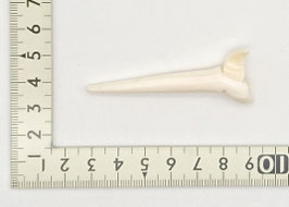 Peg:Whale Tail ＃13