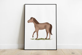 Poster - Pferd