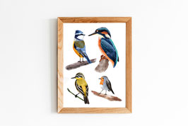 Kunstdruck - Poster - Europäische Vögel - Natur