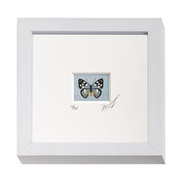 AD-0022 - Kunstdruck "Schmetterling" im Naturholzrahmen "weiss" 15 x 15 cm