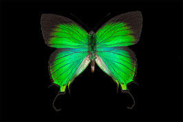 ACG 02 - Grüner Schmetterling - Brillianz auf tiefschwarzem Hintergrund ab Format 20 x 30 cm