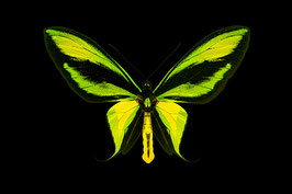 ACG 07  - Grün-gelber Schmetterling (Ornitopthera paradisea) - Brillianz auf tiefschwarzem Hintergrund ab Format 20 x 30 cm