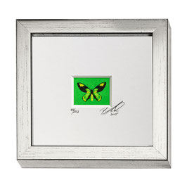 AD-0017 - Kunstdruck "Schmetterling" im Naturholzrahmen "Silber" 15 x 15 cm