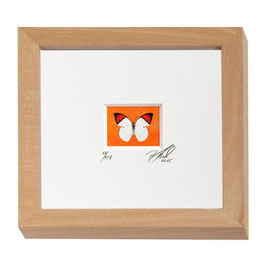 AD-0011 - Kunstdruck "Schmetterling" im Naturholzrahmen "Natur" 15 x 15 cm