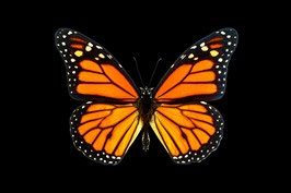 ACG 03 - Orangefarbener Schmetterling (Danaus plexippus)  - Brillianz auf tiefschwarzem Hintergrund ab Format 20 x 30 cm