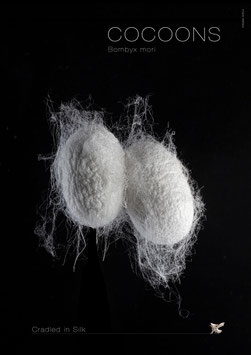COCOONS  - Künstlerisches A2 Plakat  - Bestellnummer - P26/03 -