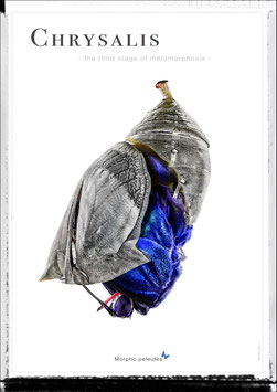 Chrysalis - Künstlerisches Plakat DIN A2  - Bestellnummer - P26/04 -