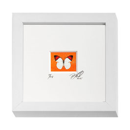 AD-0011 - Kunstdruck "Schmetterling" im Naturholzrahmen "weiss" 15 x 15 cm