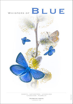 Whispers Of Blue  - Künstlerisches Plakat DIN A2 - Bestellnummer - P26/05 -