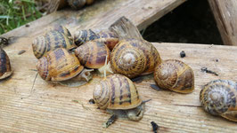 5 kg Weinbergschnecken helix aspersa