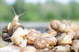 Futterschnecken groß helix aspersa, petit gris