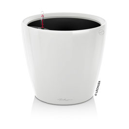Lechuza Classico LS 50