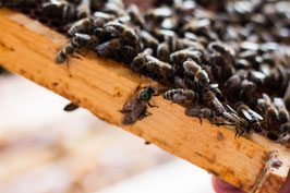 Bienenkönigin Carnica Reinzucht -begattet-