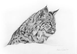 Luchs Bleistift Zeichnung erhältlich als Kunstdruck