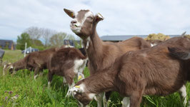 Ziegenpatenschaft "Geysa" die Verschmuste