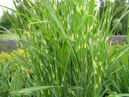 Miscanthus sin. Zebrinus