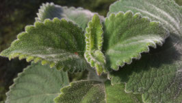 Plectranthus species