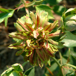 Rosa viridiflora