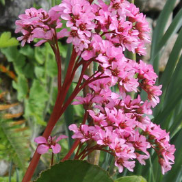 Bergenia crassifolia ( tisane sibirienne)