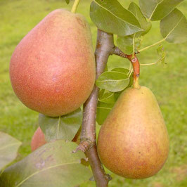 Poire Madame Verté