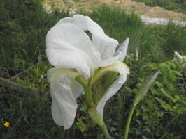 Iris florentina