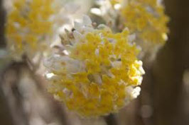 Edgeworthia chrysantha