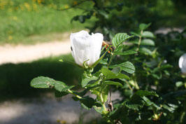 Rosa Rugosa 'Alba'