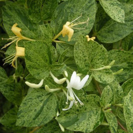 Lonicera  "Mint Crisp" - Cèvrefeuille panaché