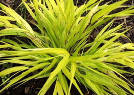 Hakonechloa