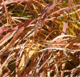 Miscanthus sin. purpurascens