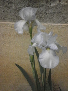 Iris "English Cottage"