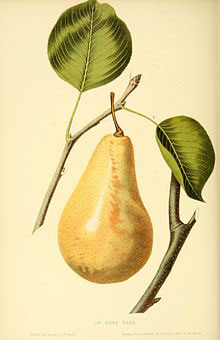 Poire Curé