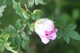 Rosa roxburghii