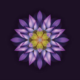FLOROSCOPE Lotus