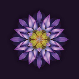 FLOROSCOPE Lotus