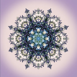 FLOROSCOPE Statice