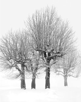 Wald, Kastanienbäume