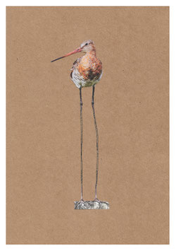 Grutto met lange benen | Hannemuller Fine Art Print | A5