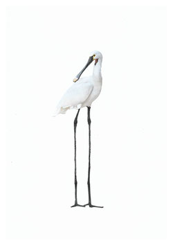Lepelaar met lange benen | Hannemuller Fine Art Print | A5