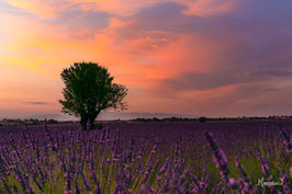 PROVENCE MON AMOUR.
