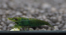 Green Jade