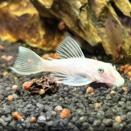 Ancistrus sp. „L144 Snow White“
