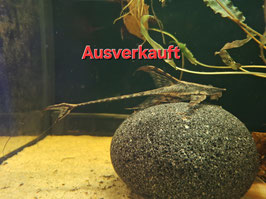 Goldbart Störwels – Sturisoma aureum