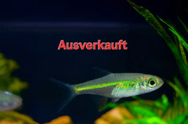 Grüner Neon Zwergrasbora
