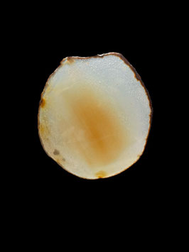 A005