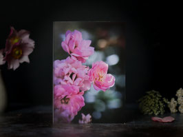 Blüten-Grußkarte- rosa Röschen als Blüten-Gruß