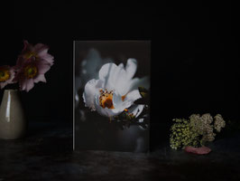 Blüten-Grußkarte- die Heckenrose als Blüten-Gruß