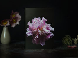 Blüten-Grußkarte- die Pfingstrose in Rosa als Blüten-Gruß