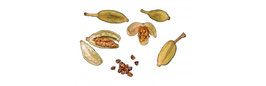 Huile essentielle de Cardamome Elettaria cardamomum