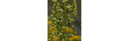 Huile essentielle d'Estragon Artemisia dracunculus